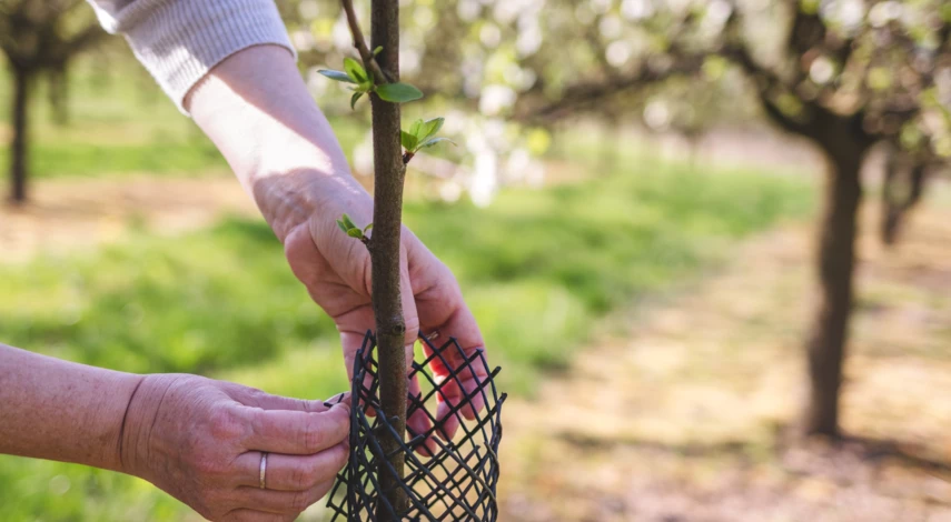 посадка сливы Утро