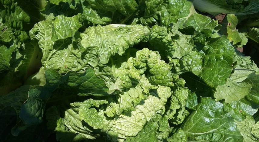 выбор сорта пекинской капусты