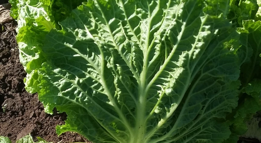 сорта пекинской капусты для теплиц