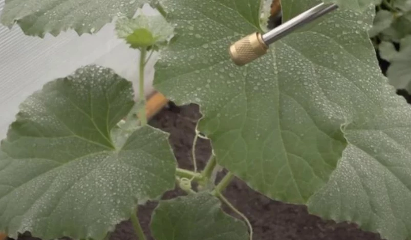 Опрыскивание монофосфатом калия