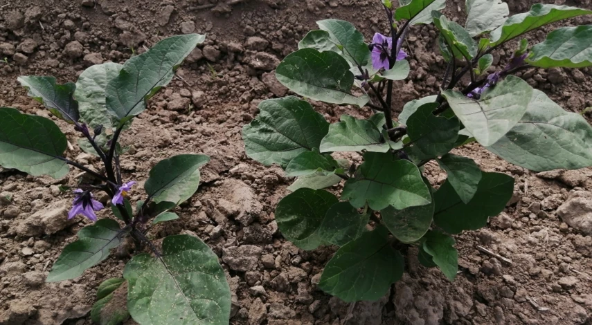 Цветение баклажана на грядке