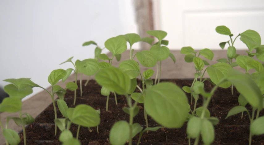 Всходы баклажана