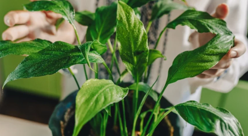 когда пересаживать цветы в мае