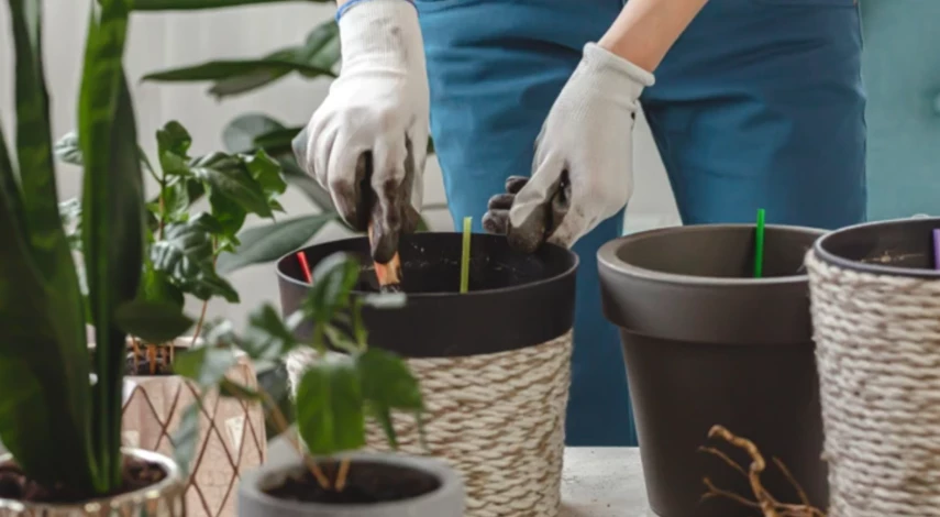 Сроки пересадки домашних растений в мае