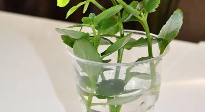 Размножение каланхоэ черенками