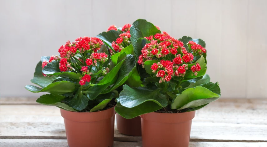 размножение каланхоэ