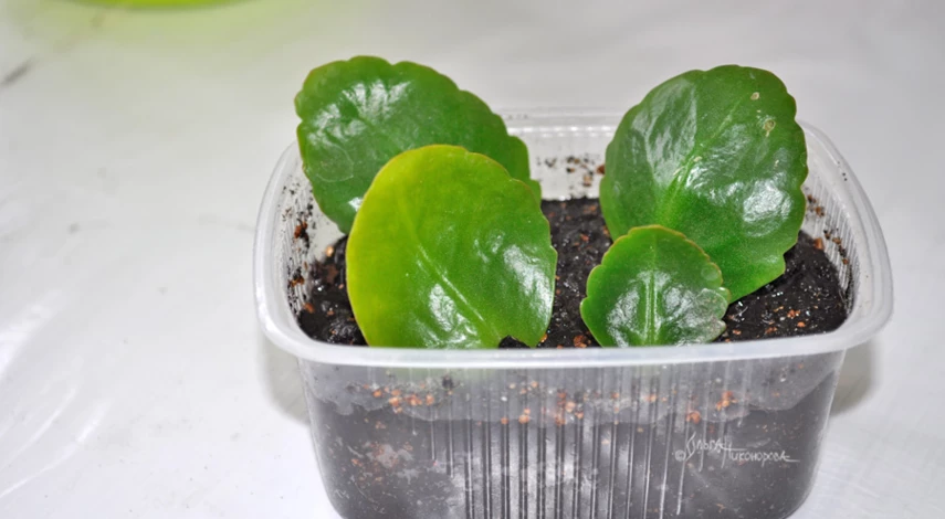 Размножение каланхоэ листом