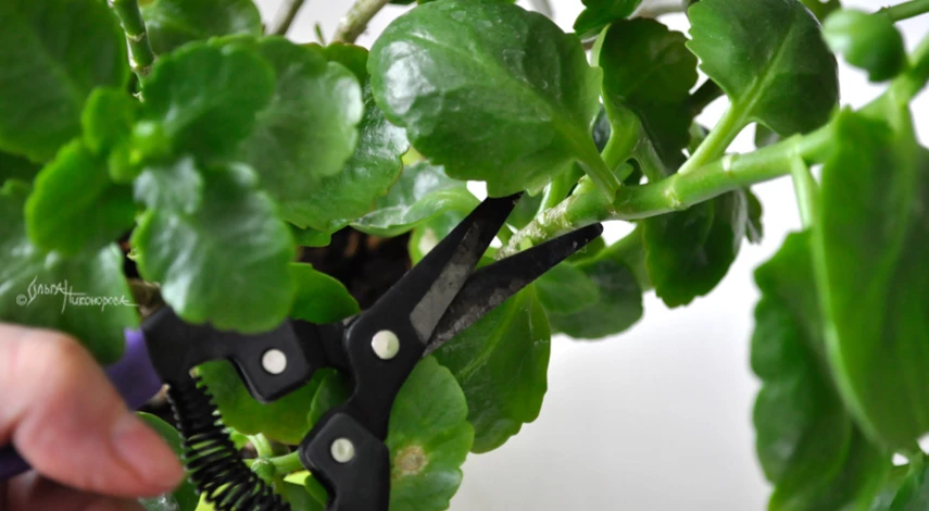 как размножить каланхоэ