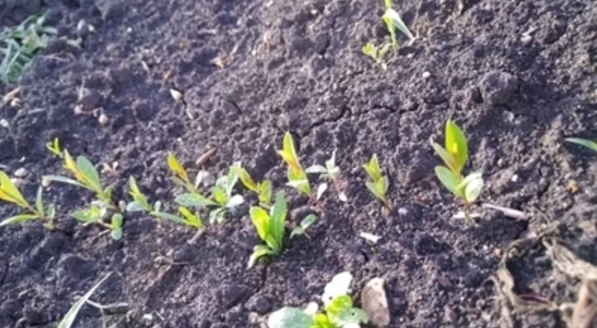 Всходы без обработки гуматом калия