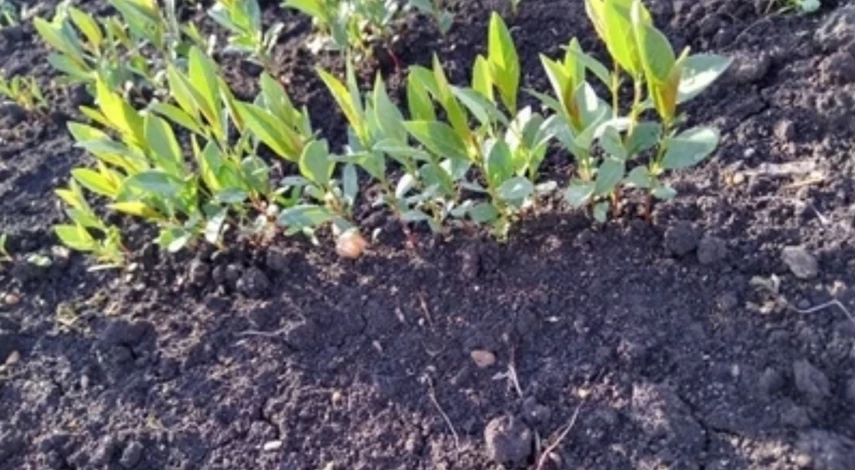 Всходы с обработкой гуматом калия