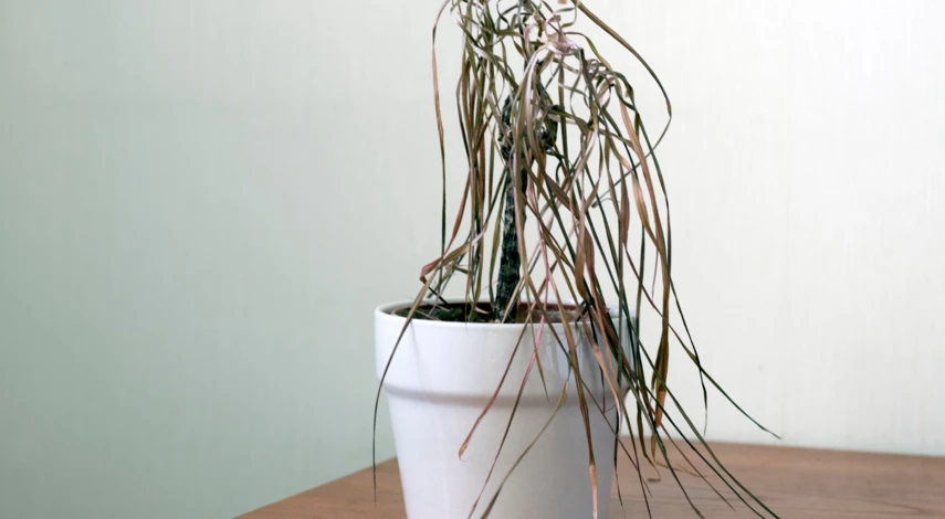 Почему сохнут листья драцены