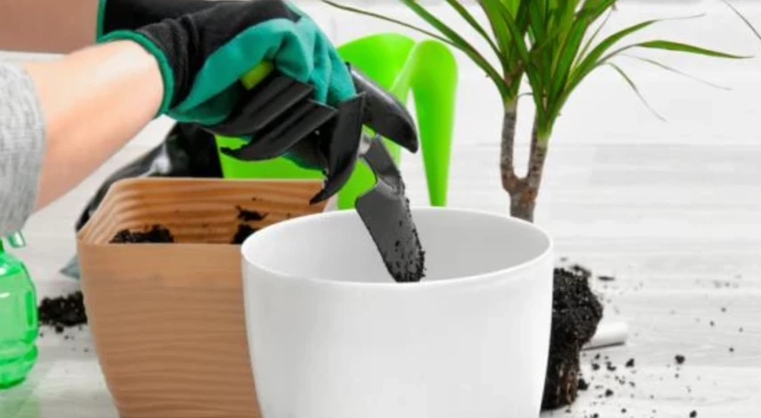 что делать, если сохнет драцена