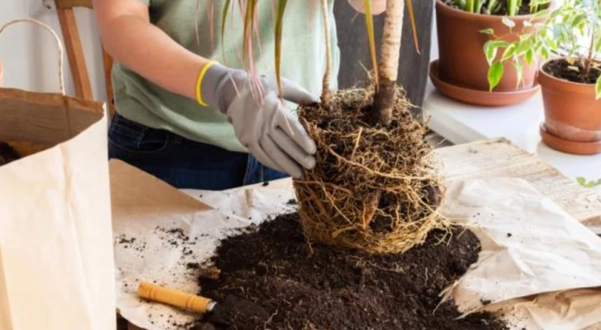 опадают листья драцены