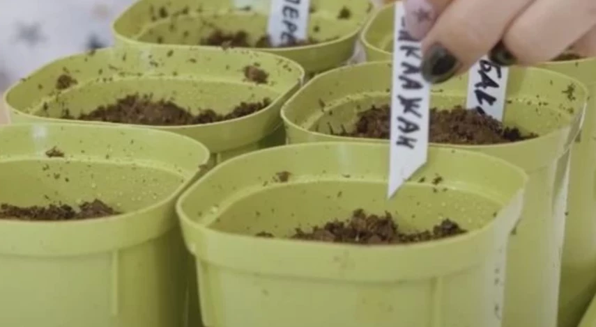 уход за баклажанами после посева