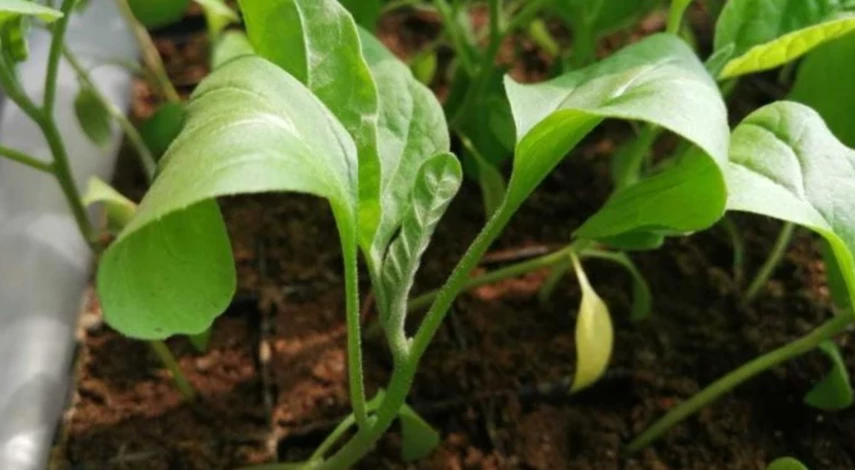 неинфекционные болезни рассады перца