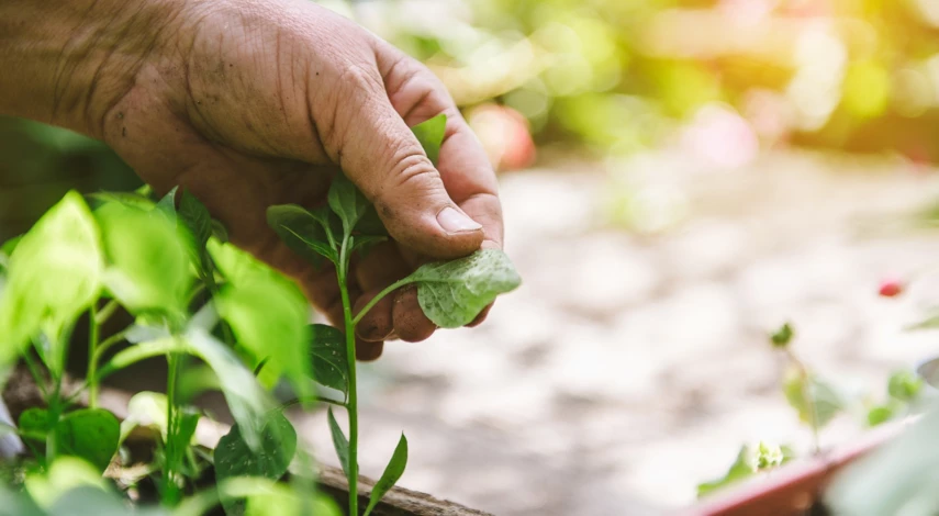 Бактериальные болезни перца