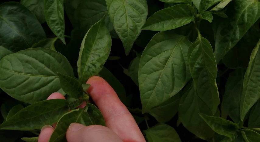 профилактика болезней рассады перца