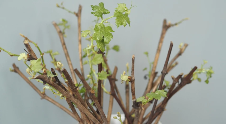 Когда сажать черенки винограда весной