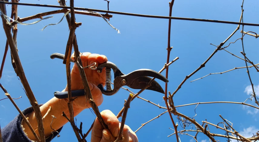 когда обрезать виноград
