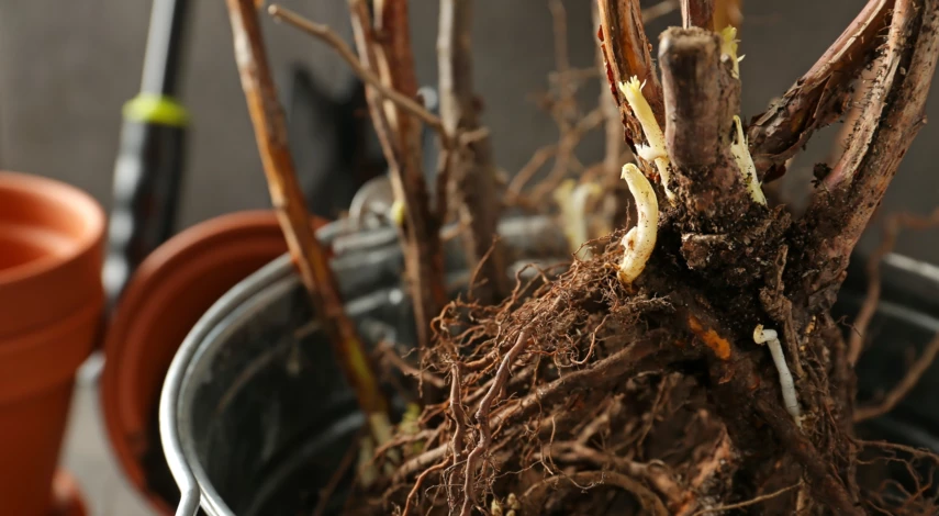 Пересадка винограда на новое место