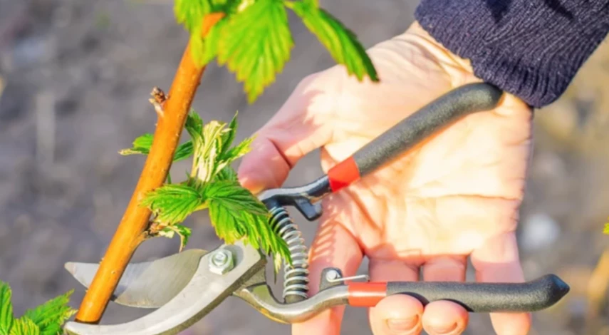 календарь обрезки малины весной