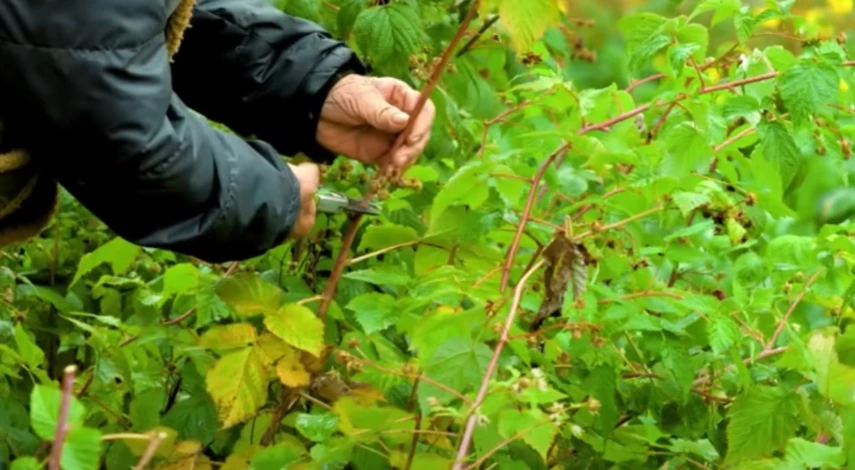 Когда обрезать малину весной