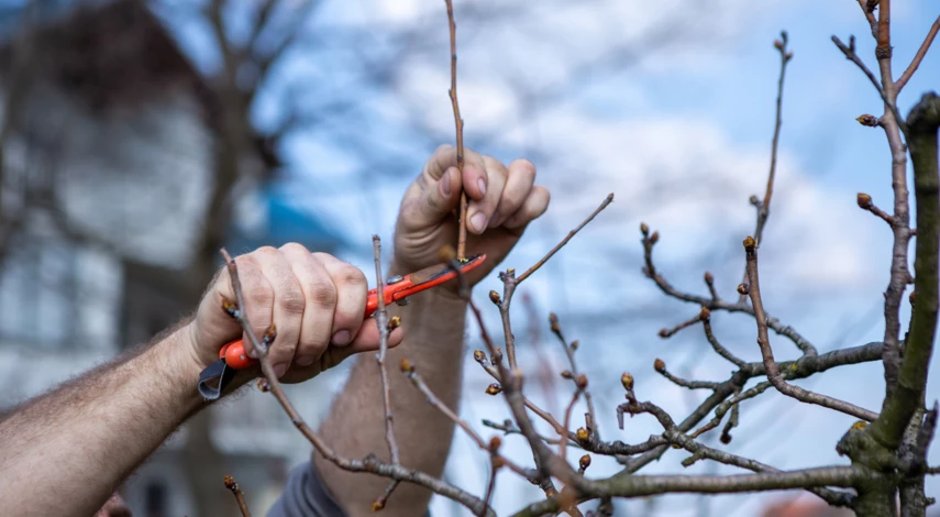 Обрезка сливы Ника