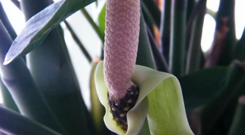 Цветение замиокулькаса