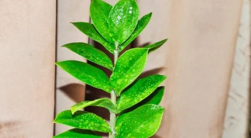 Замиелистный замиокулькас