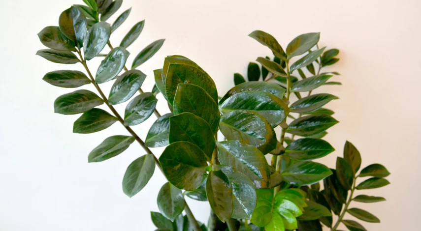 Ланцетовидный замиокулькас