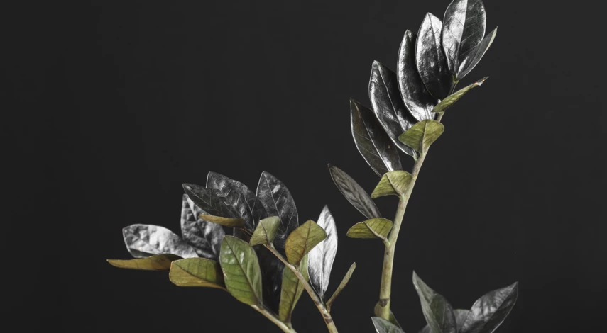 Замиокулькас черный