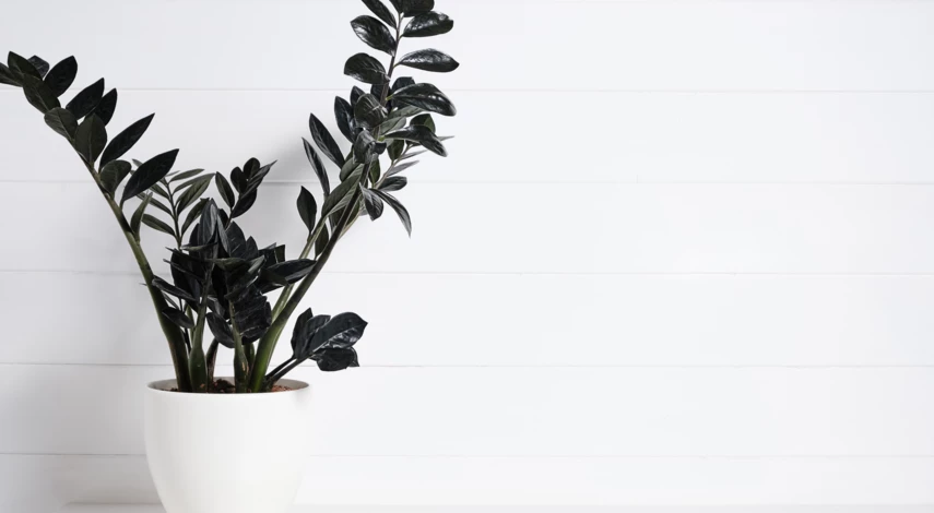 Замиокулькас пурпурный