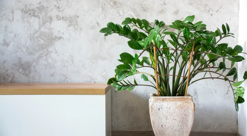 Подпорка замиокулькаса