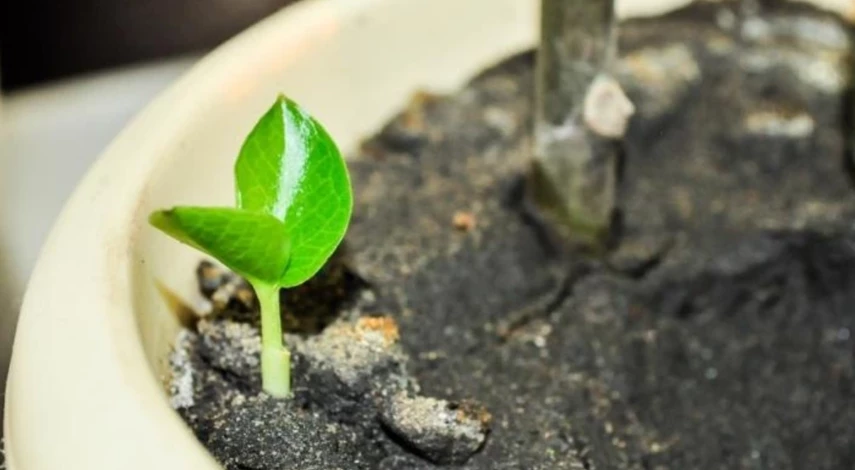 Уход за замиокулькасом в домашних условиях