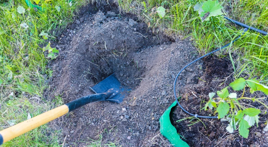 Календарь весенней пересадки малины