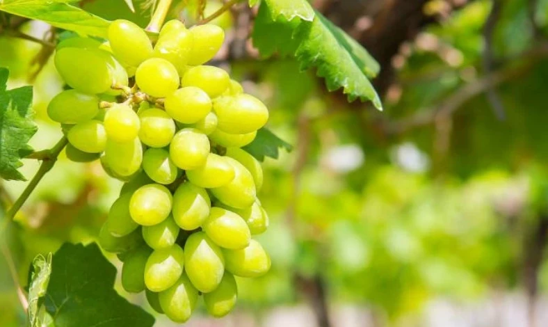 Сроки посадки винограда