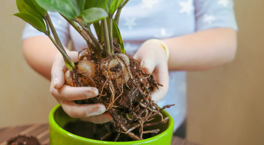 Размножение долларового дерева делением куста
