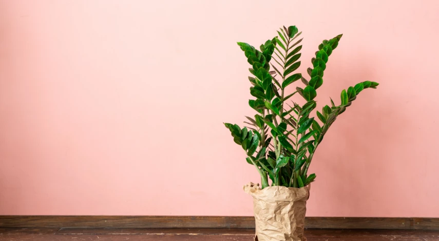 Правила размножения замиокулькаса