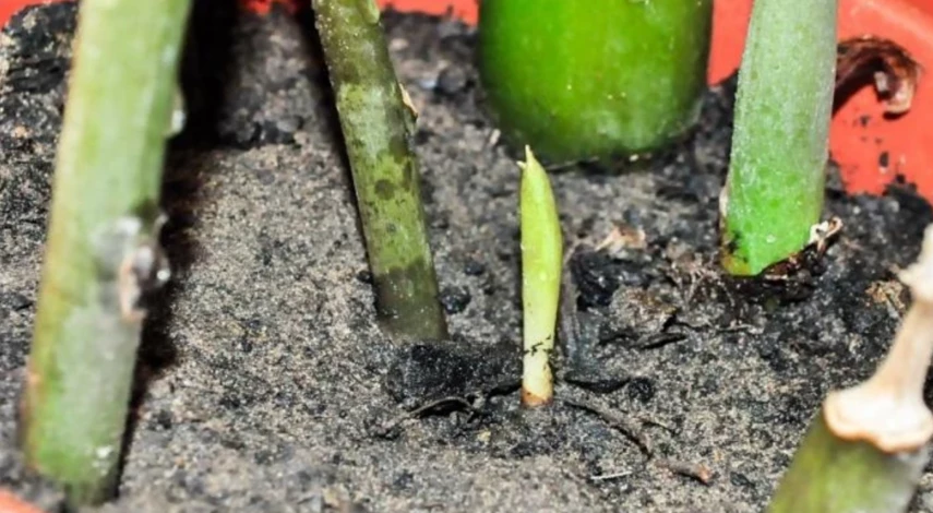 Размножение замиокулькаса черенкованием