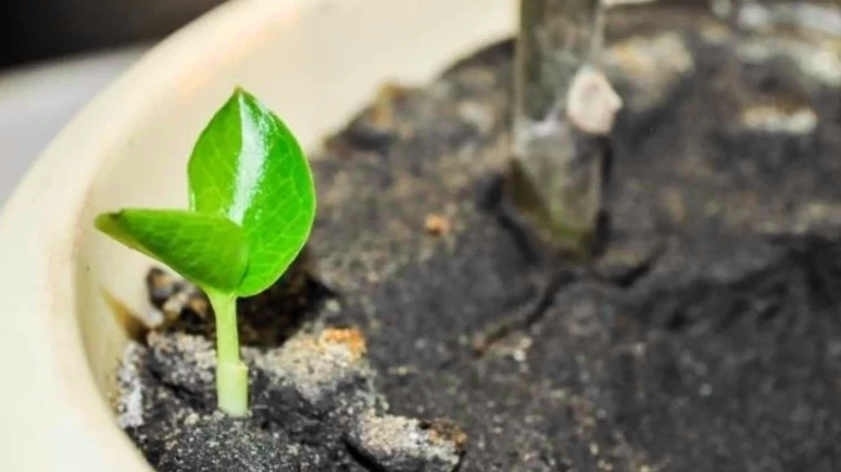 Укоренение долларового дерева