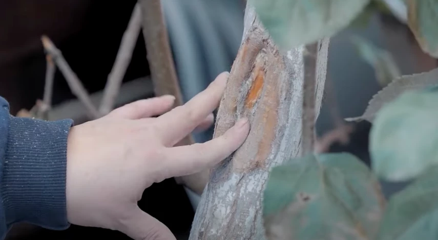 дупло на дерево