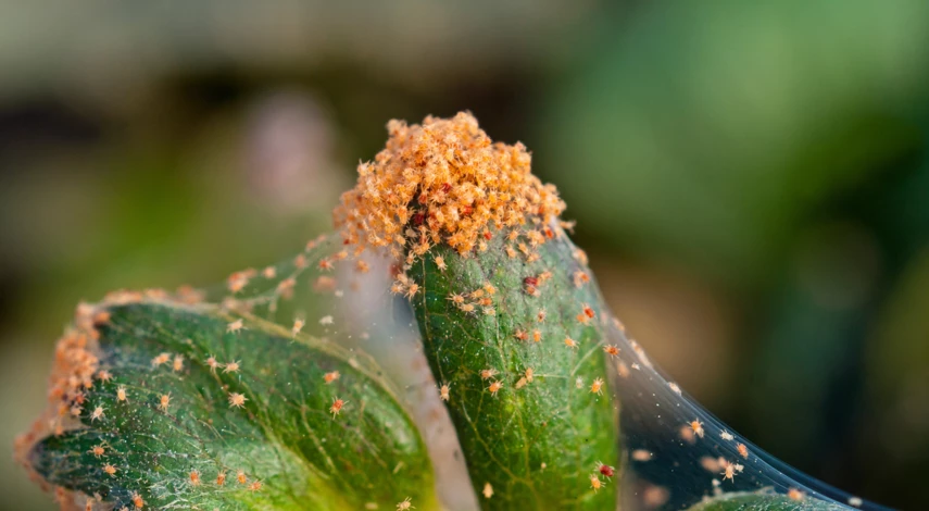 Паутинный клещ на рассаде