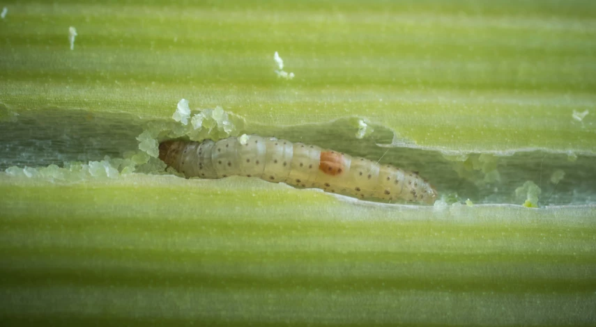 Луковая муха на рассаде