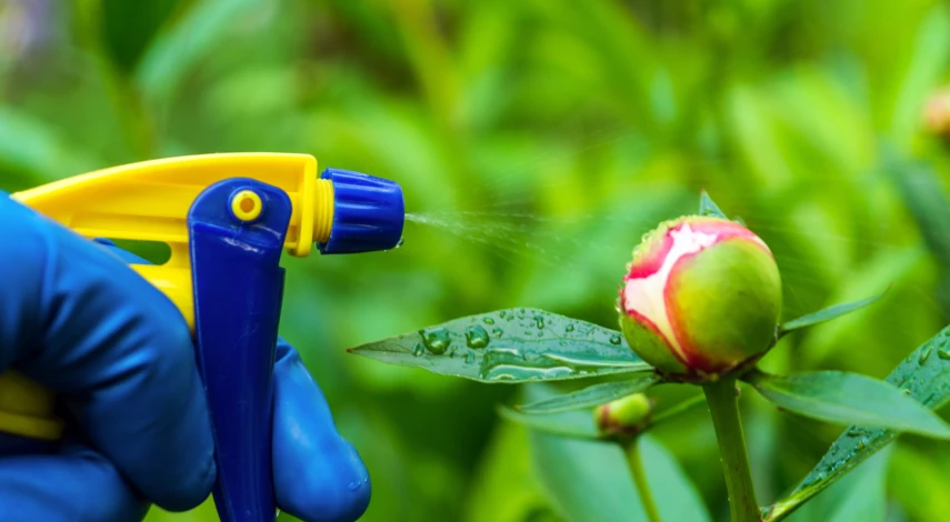 борьба с вредителями цветов