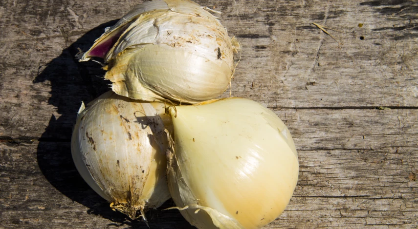 Выращивание рокамболя