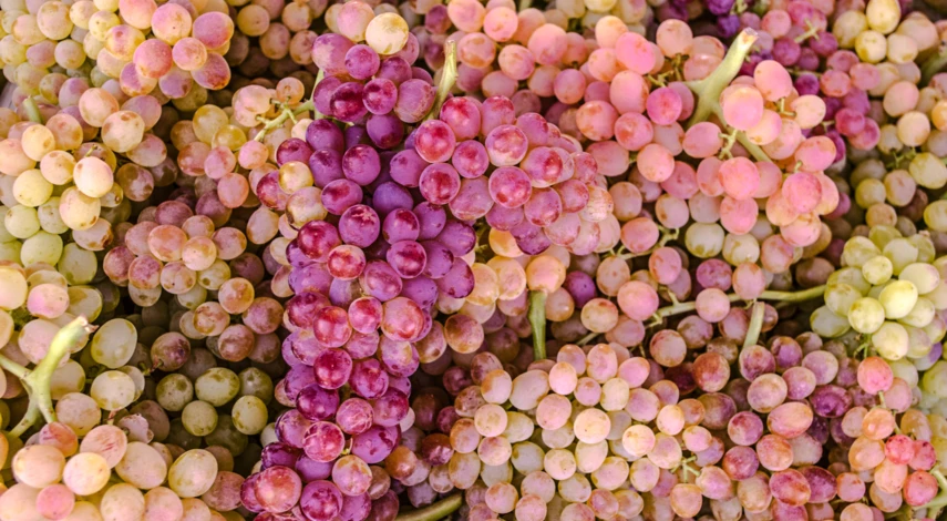 Сорт кишмиша Лучистый