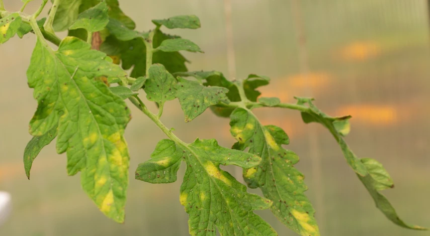 заболевания помидоров