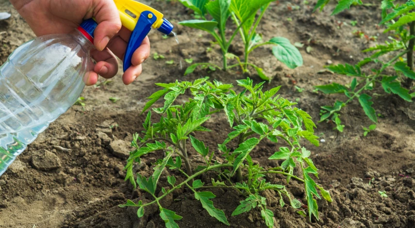 Лечение томатов