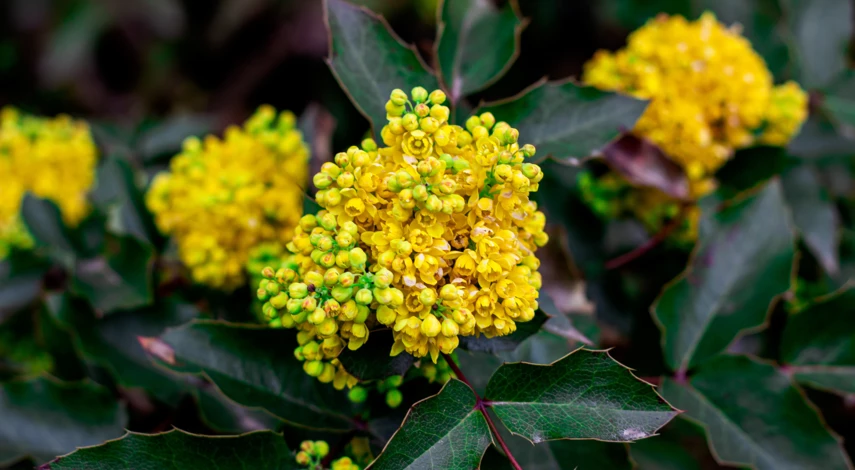 Выращивание магонии