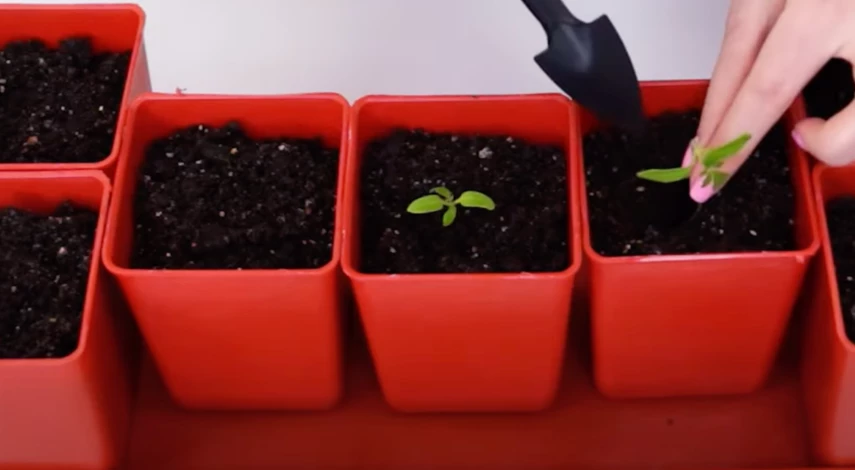 что пикируют в марте